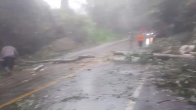 Satu Pohon Kembali Tumbang di Kawasan Liku Sembilan