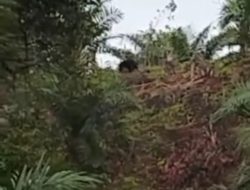 Seekor Beruang Muncul di Perkebunan Sawit Warga di Bengkulu Tengah